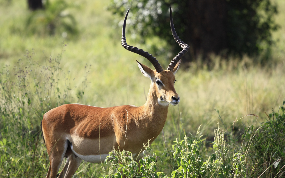hayvan haklari ve doga koruma hizmey